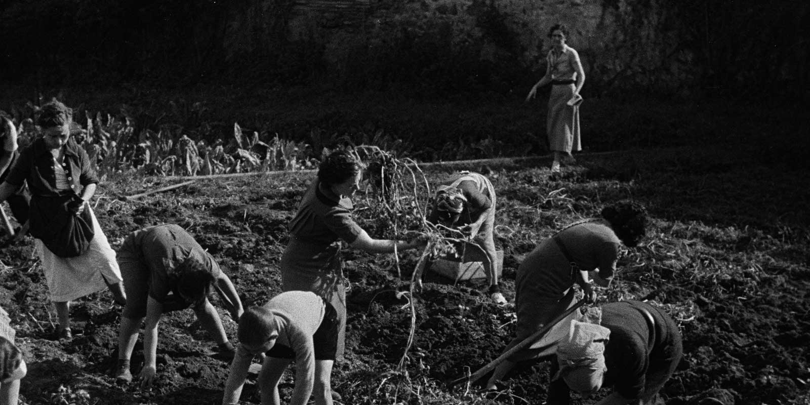 agricultura en espña principios del siglo 20