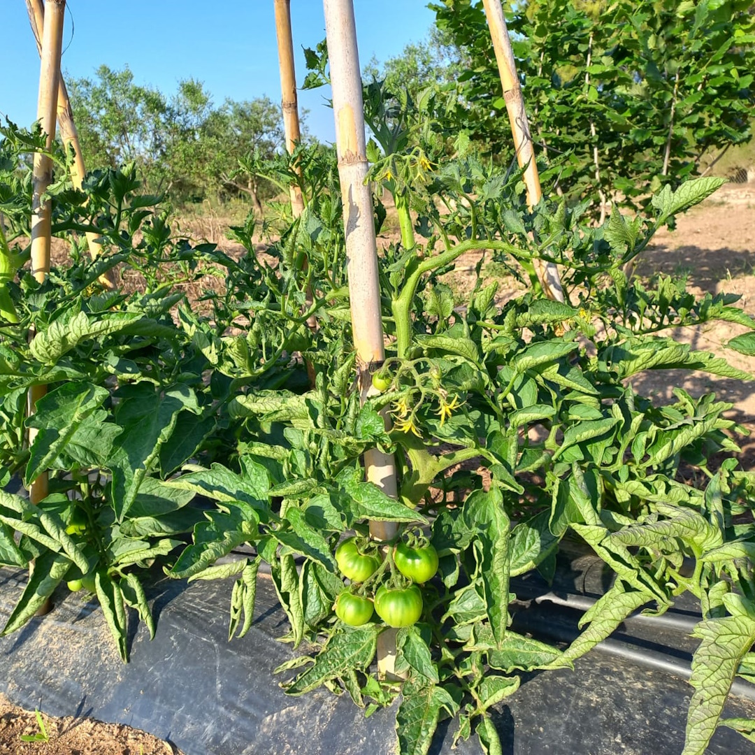 huerto de tomates en Cambrils usados para pizzas artesanales en Casa Vidal